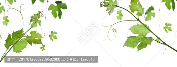 葡萄葉