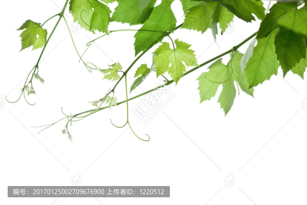葡萄葉