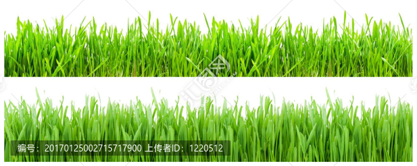 綠色的草