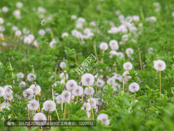 蒲公英