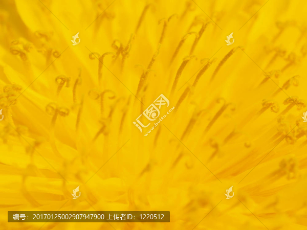 蒲公英的花蕊