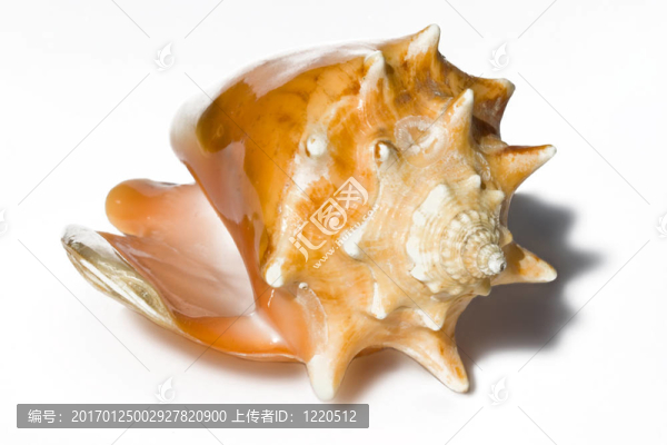 海貝殼