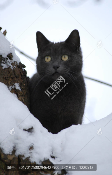 雪樹上的灰色貓