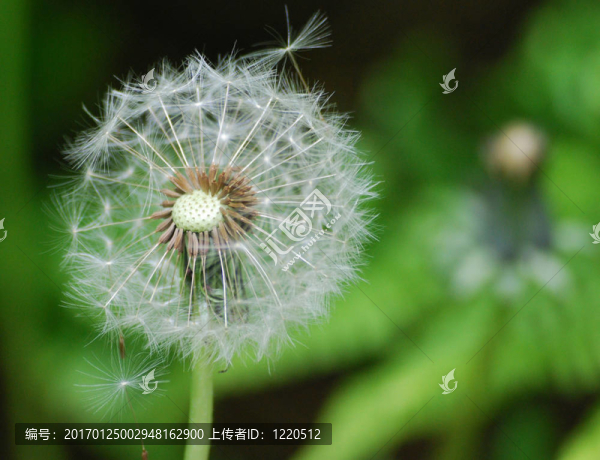 蒲公英鐘-匯圖網(wǎng) www.fosd68.com 蒲公英鐘