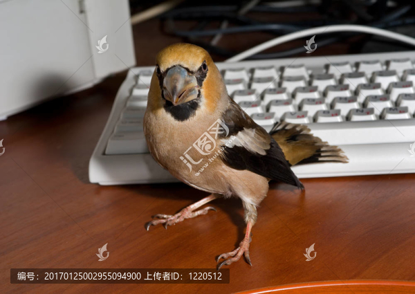 鳥在鍵盤2