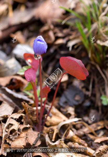 早春開花2-匯圖網(wǎng) www.fosd68.com 早春開花2