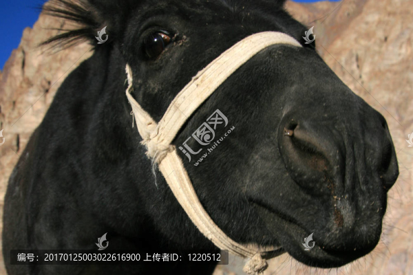 印度；黑馬