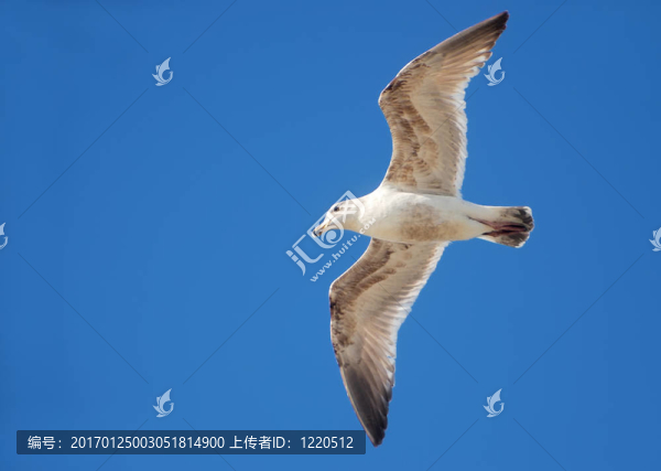 海鷗飛
