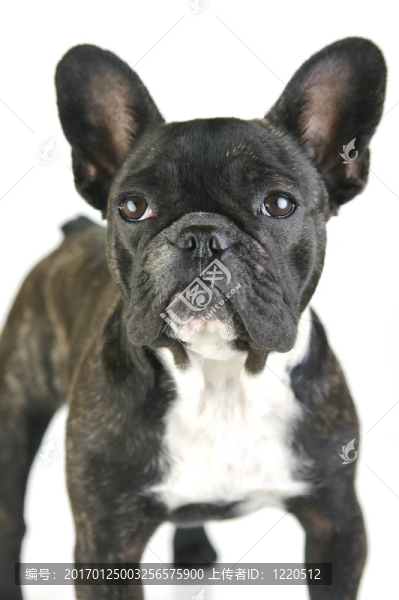 法國(guó)斗牛犬