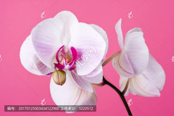 在粉紅色的蘭花-匯圖網(wǎng) www.fosd68.com 在粉紅色的蘭花