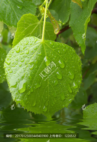 石灰樹上的雨滴