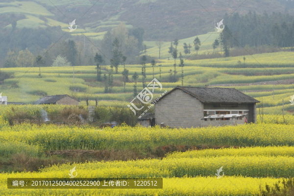 農(nóng)舍和黃色的花卉農(nóng)場(chǎng)