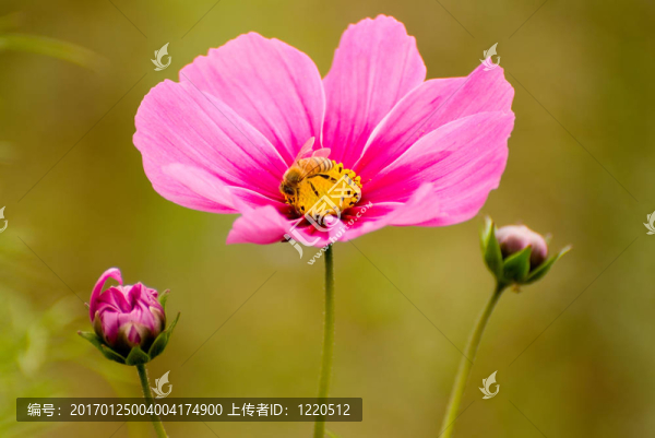 蜜蜂和粉紅的菊花