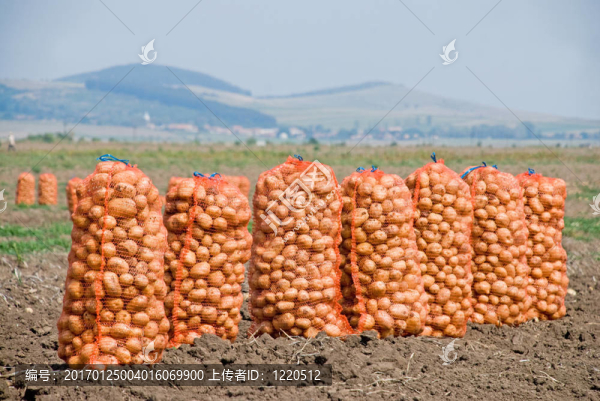 馬鈴薯袋-匯圖網(wǎng) www.fosd68.com 馬鈴薯袋