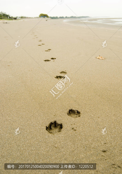 狗在海灘上的腳印