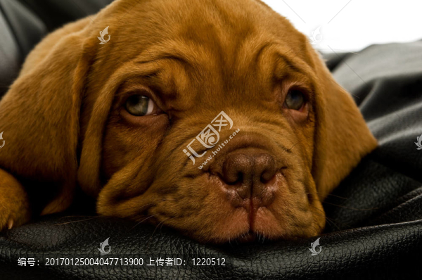 Dogue,De邊界上的豆袋