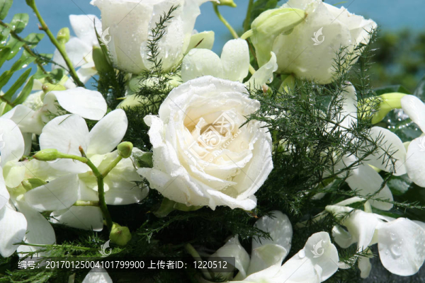 白薔薇
