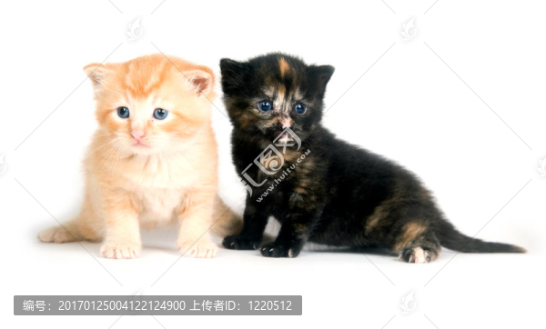 兩個(gè)小貓?jiān)诎咨谋尘? title=