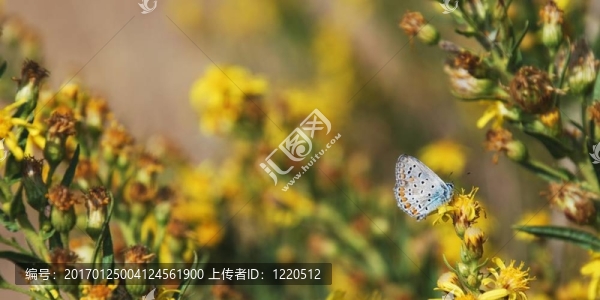 灰蝶科