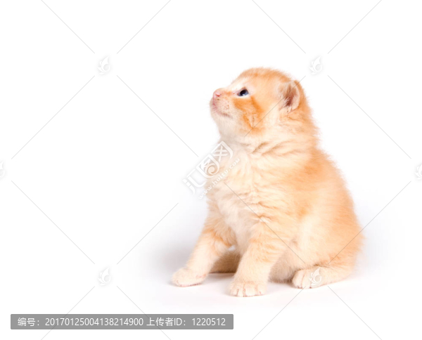 黃色小貓?zhí)ь^
