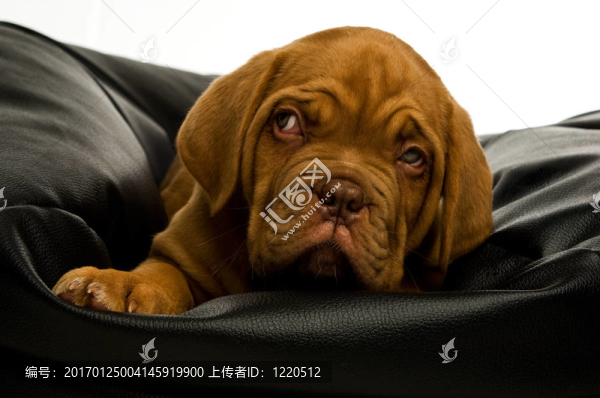 Dogue,De邊界上的豆袋