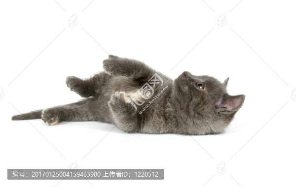 灰色的小貓玩