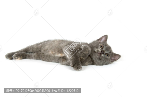 灰色的小貓玩