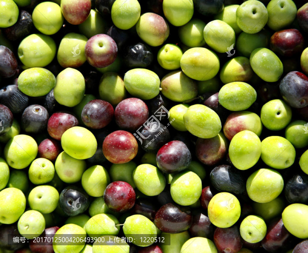 橄欖-匯圖網(wǎng) www.fosd68.com 橄欖