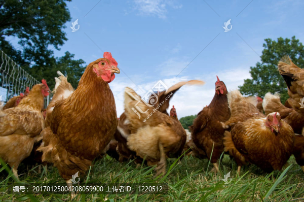 牧草飼養(yǎng)雞