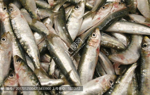 魚