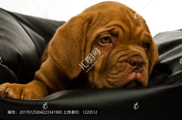 Dogue,De邊界上的豆袋