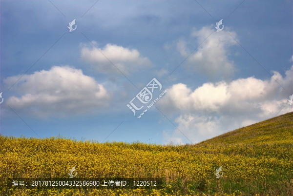 黃色的花