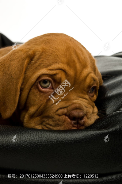 Dogue,De邊界上的豆袋