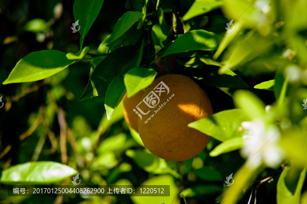 橘子樹(shù)