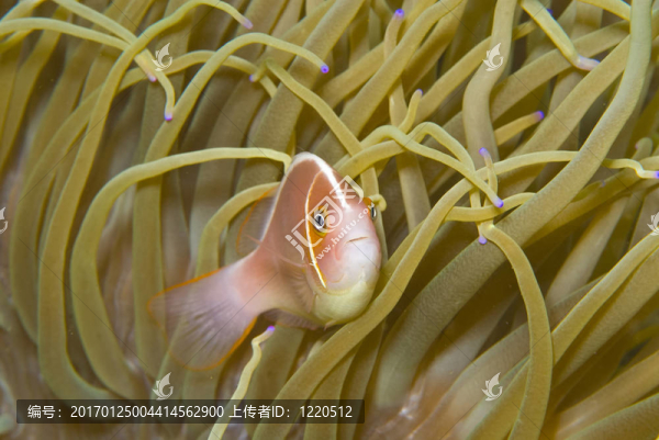 粉紅?？~（Amphiprion,perideraion）