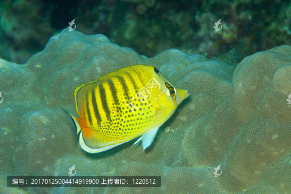 斑帶蝴蝶魚(yú)（chaetodon；punctatofasciatus）