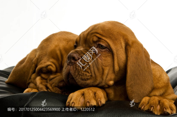 Dogue,De邊界上的豆袋