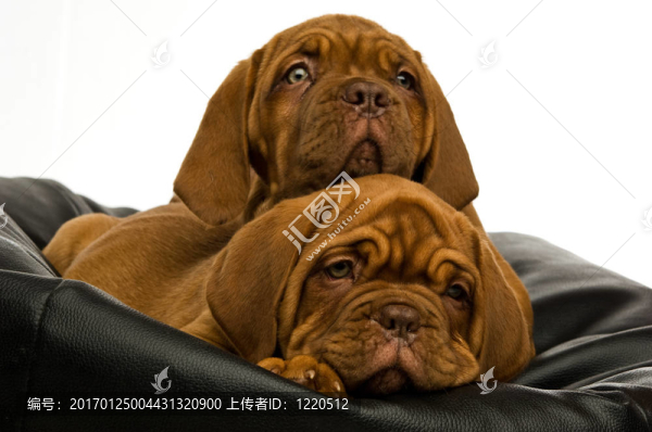 Dogue,De邊界上的豆袋