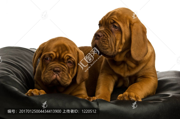 Dogue,De邊界上的豆袋