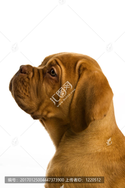 Dogue,De邊界上的白色背景