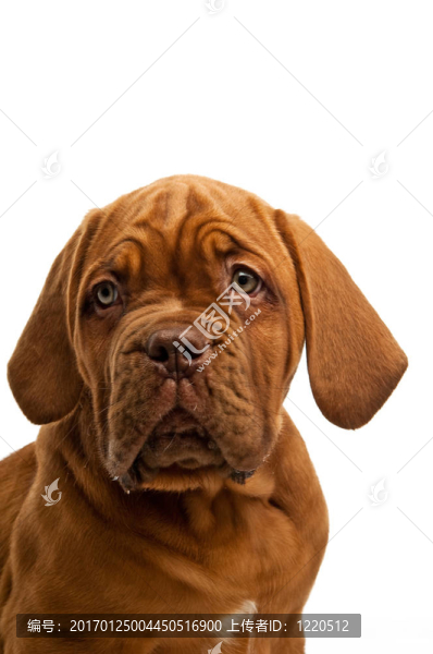 Dogue,De邊界上的白色背景