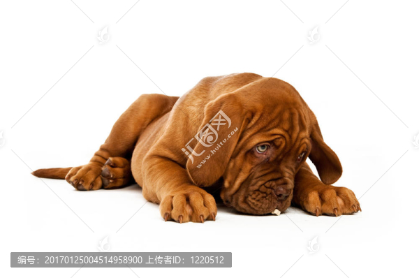 Dogue,De邊界上的白色背景