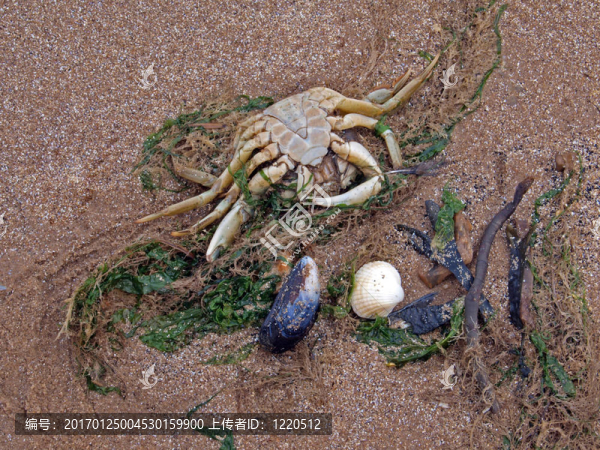 海灘上的死蟹
