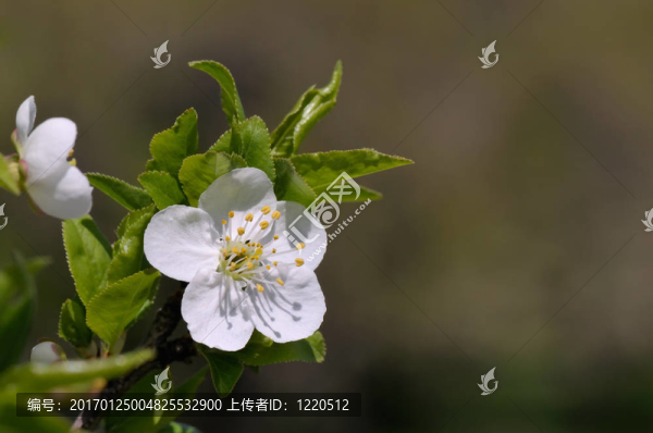 梅花