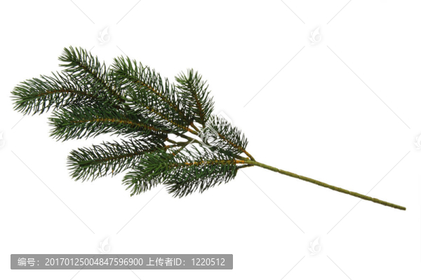 冷杉樹(shù)上