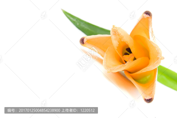 橙色tiger,lily