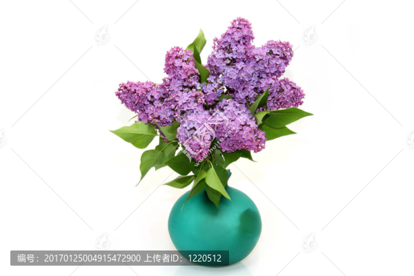 紫丁香樹枝