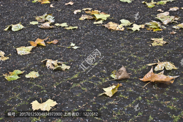 葉子在秋天-匯圖網(wǎng) www.fosd68.com 葉子在秋天