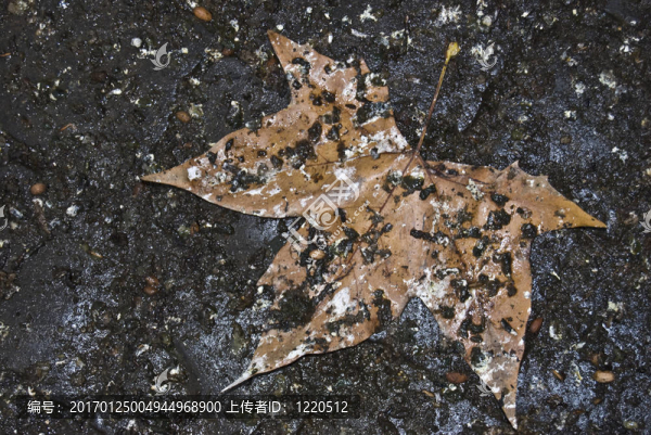 葉子在秋天