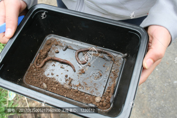 在一個黑色的鍋里的蟲子